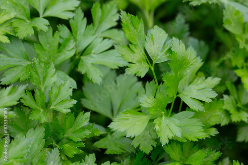 Bright shining green leaves of garden flat-leaf parsley (Petroselinum sativum) in sunlight, growing in organic (bio) private garden in summer. Close up.
