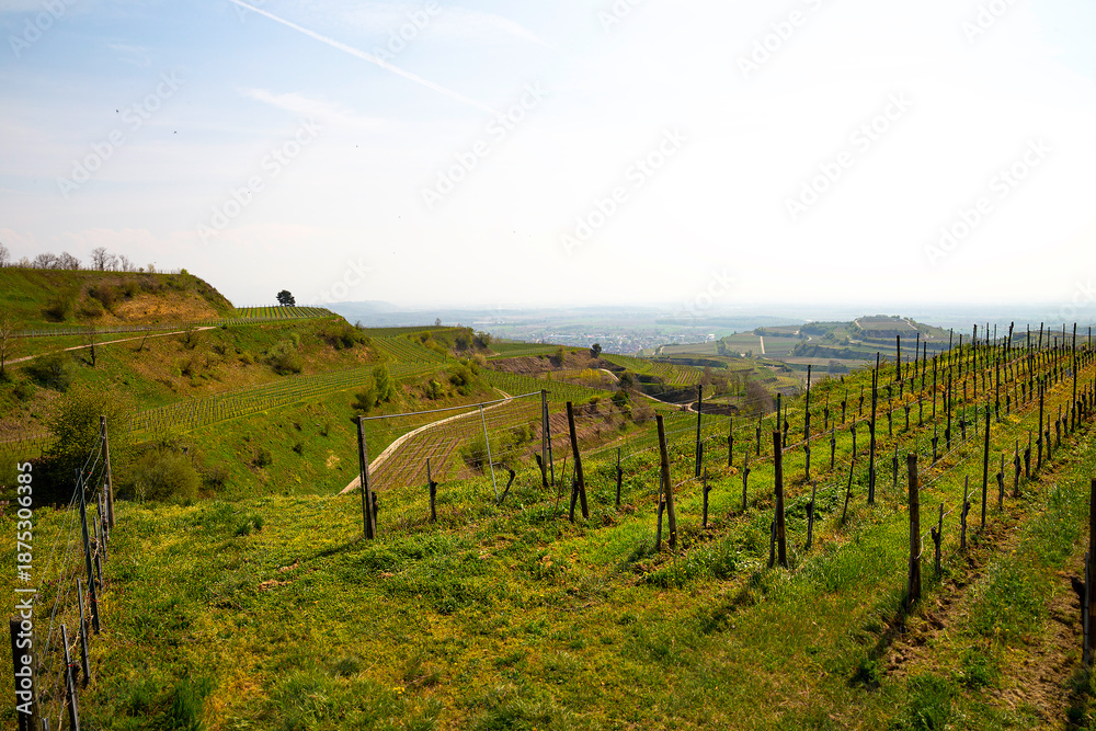 Fototapeta premium Weinberge Reben Winzer