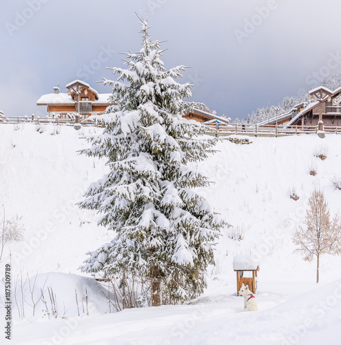 Dog admires pretty snow covered fir tree in the wintery French Alps