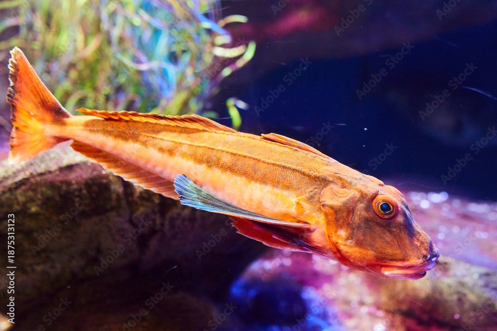 Obraz premium Sea cockerel, Sea fish and aquatic inhabitants