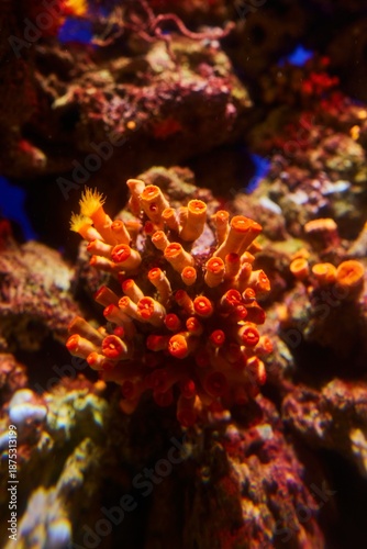 Imitation of a coral reef in an aquarium, corals and fish