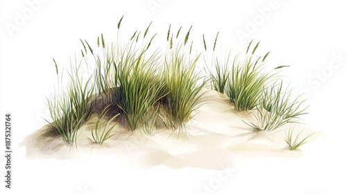 Coastal sand dune with green sea grass and beach vegetation isolated on white background showing simple nature landscape design element