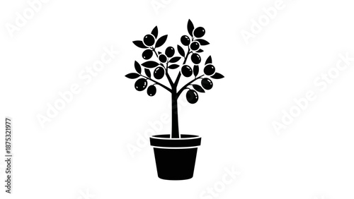 Elegant black and white illustration of a potted citrus tree with ripe fruits.