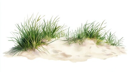 Coastal sand dune with sea grass and beach vegetation on white background for nature and landscape design and decoration