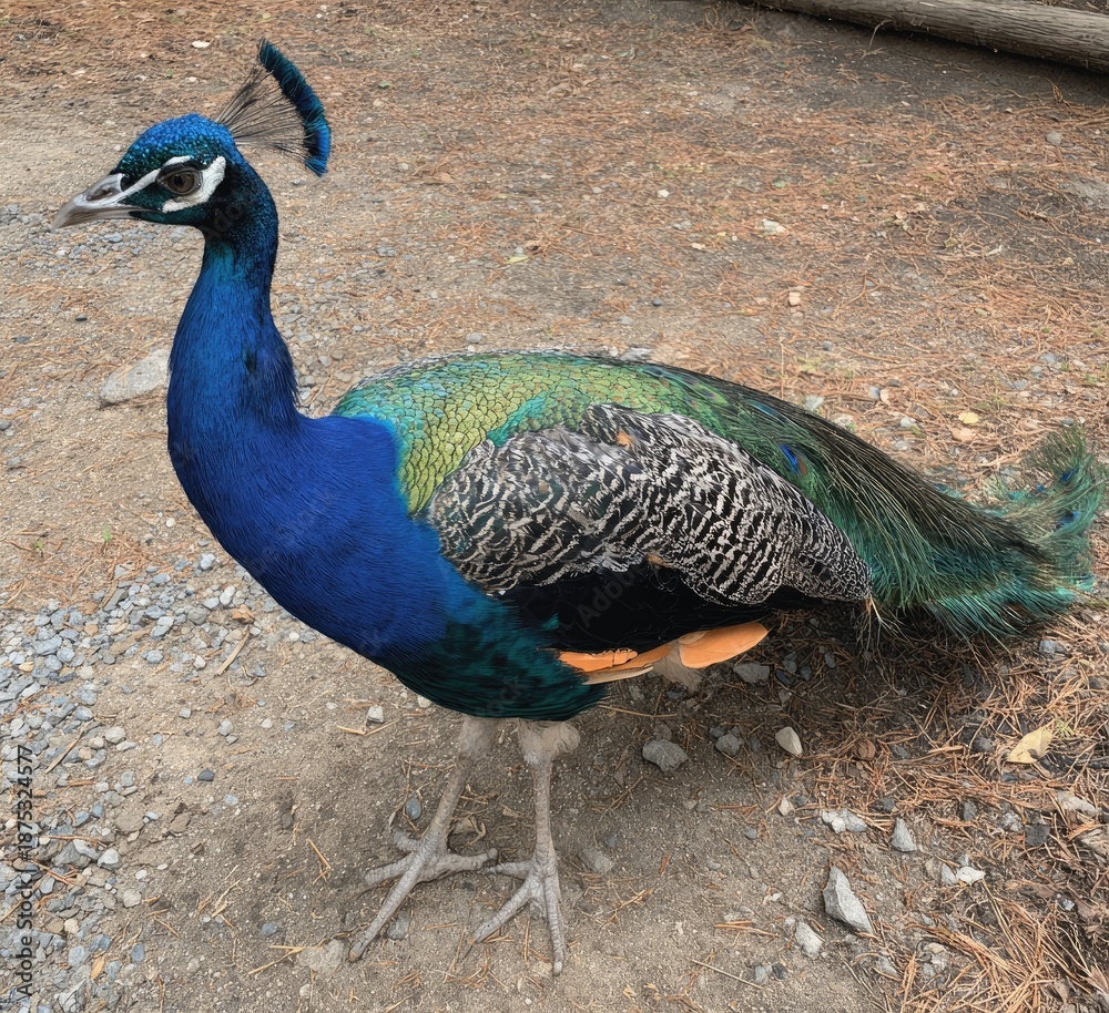 Obraz premium close up of peacock