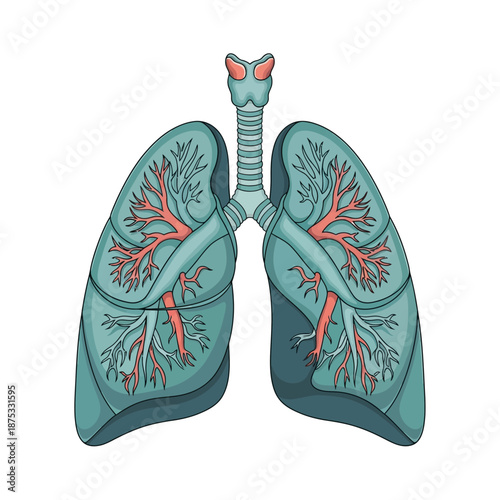 Anatomical illustration of human lungs and bronchial structure