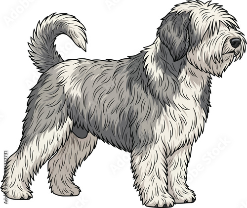 Polish Lowland Sheepdog standing alert focused side profile view