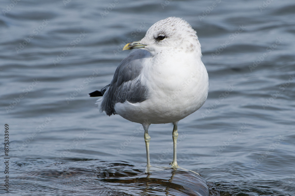 Fototapeta premium Sturmmöwe (Larus canus) im Herbst an der Ostsee in Schweden 