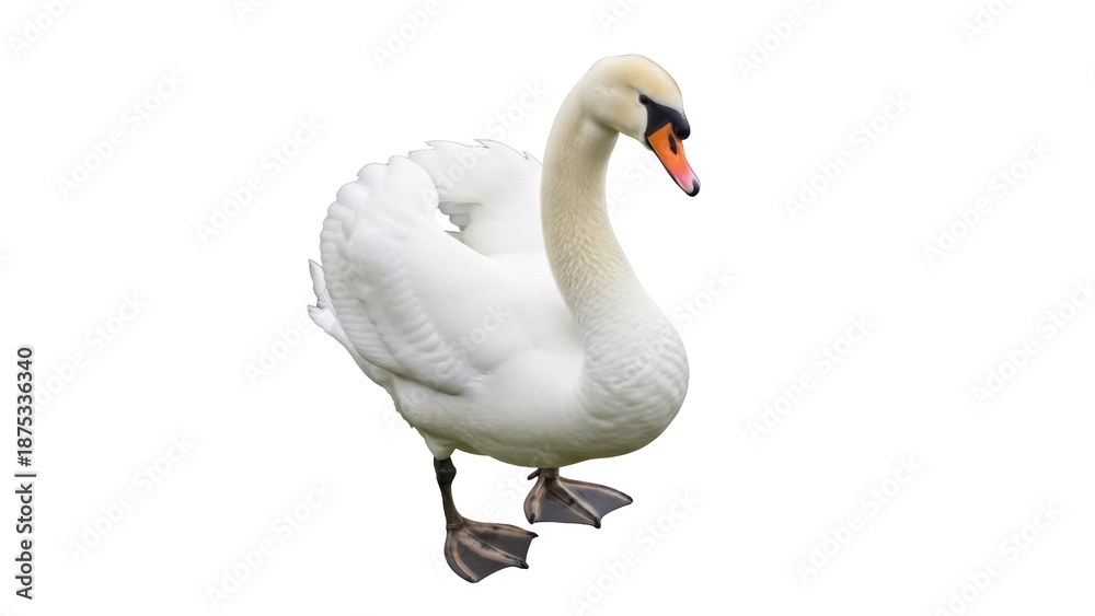 Obraz premium Elegant mute swan isolated PNG on transparent background, graceful white bird with orange beak for design and wildlife projects