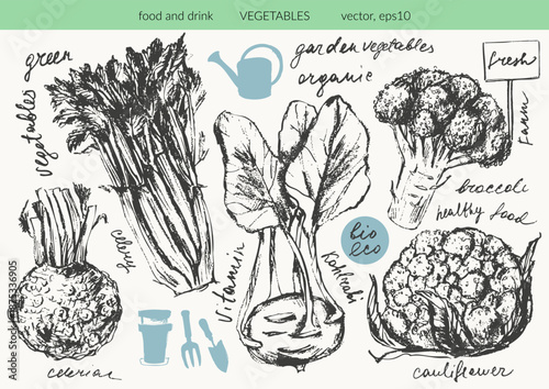 Hand drawn ink broccoli, cauliflower, celery, celeriac, kohlrabi vegetable sketches set. Food drawings for labels and packaging.
