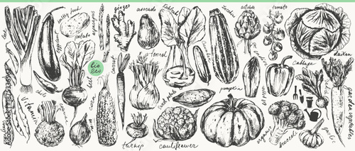 Hand drawn ink vegetable sketches set. Tomato, cucumber, bell pepper, zucchini, pumpkin, butternut, squash, corn, onion, radish, potato, green beans, asparagus, artichoke, cabbage, kohlrabi.