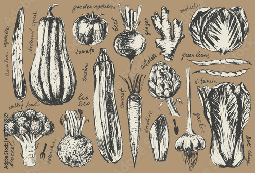 Hand drawn ink vegetable sketches set. Tomato, cucumber, zucchini, butternut, squash, green beans, artichoke, ginger, carrot, garlic, celeriac, broccoli, endive, bok choy, radicchio.