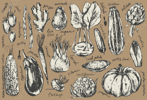 Hand drawn ink eggplant, kohlrabi, cauliflower, pumpkin, carrot, fennel, beet, ginger, cucumber, avocado, zucchini vegetable sketches set. Healthy diet.