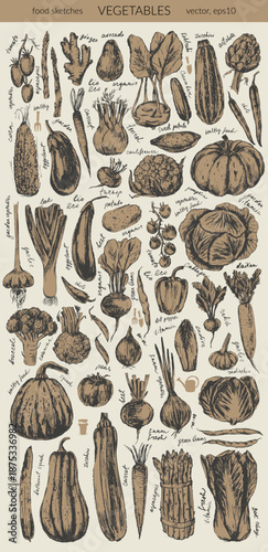 Hand drawn ink vegetable sketches set. Tomato, cucumber, bell pepper, zucchini, pumpkin, butternut, squash, corn, onion, radish, potato, green beans, asparagus, artichoke, cabbage, kohlrabi.