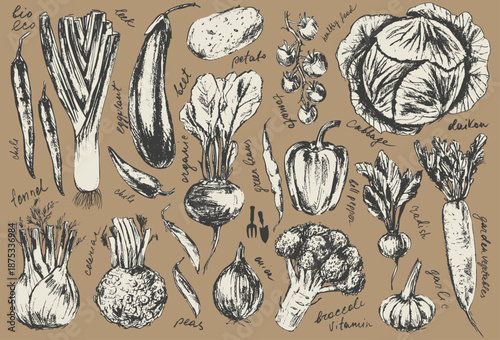 Hand drawn ink leek, eggplant, tomato, cabbage, broccoli, radish, celeriac, beet, pepper, garlic vegetable sketches set. Food drawings for labels and packaging. Vegetarian menu. Healthy diet.