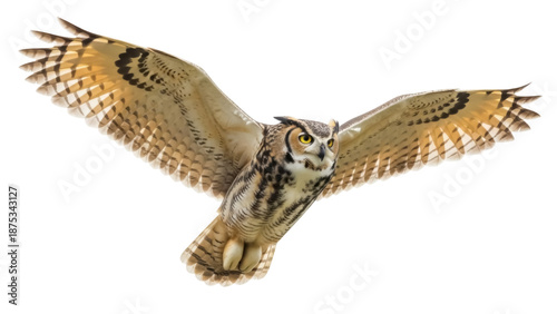 Photos Great horned owl flying PNG isolated on transparent background, majestic bird of