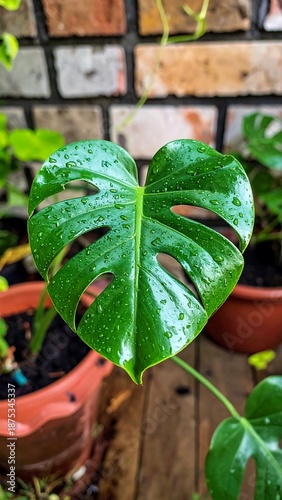 Dewdrops cling to a vibrant, heart-shaped Monstera leaf, positioned against a textured brick wall in outdoor setting