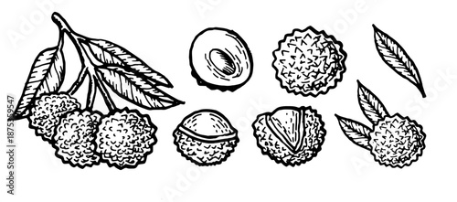 Hand drawn Lychee fruit branch, berry and leaves set. Vector illustration in vintage line art style. Sketch of lychee set isolated.