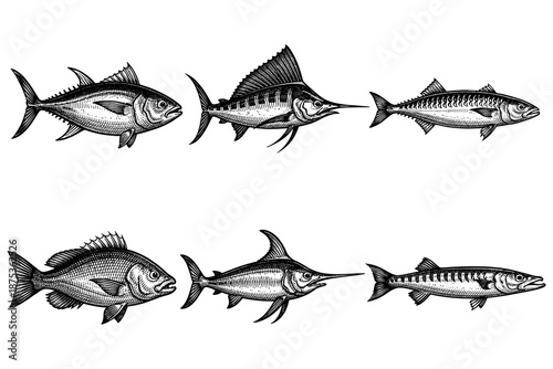Vintage engraving of diverse fish species with detailed line art