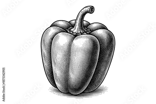 Detailed engraving of bell pepper in vintage style with intricate lines