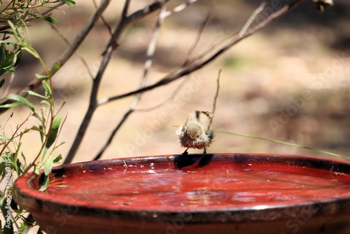 Brown Thornbill (Acanthiza pusilla) at birdbath, South Australia