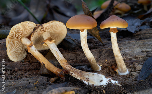 Galerina marginata mushroom on the wood.  Known as Funeral Bell, Deadly Galerina or autumn skullcap. Deadly poisonous mushrooms in the forest.