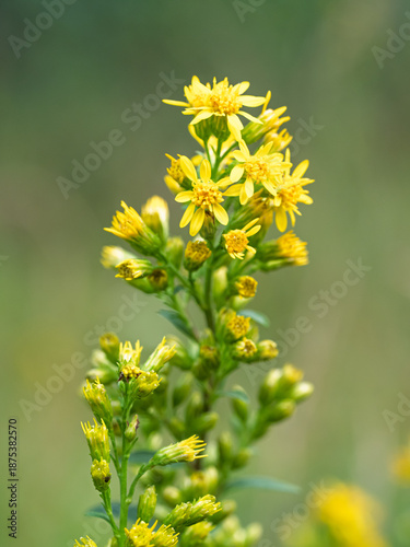 Blooming yellow European goldenrod flowers (Solidago virgaurea) in a meadow.  Close-up. The plant is used to treat the kidneys and urinary tract.