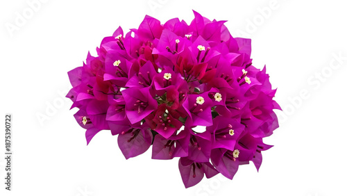 Wallpaper Mural A vibrant pink flower isolated on transparent background with delicate petals and a soft romantic appearance Torontodigital.ca