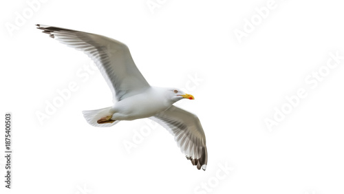 Φωτογραφία Seagull flying isolated on transparent background PNG, majestic bird with outstr