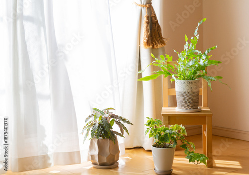 Konstfotografi 明るい室内の窓辺に置かれたインテリアグリーンの観葉植物の鉢植え 日当たりのよいリビングで楽しむガーデニング