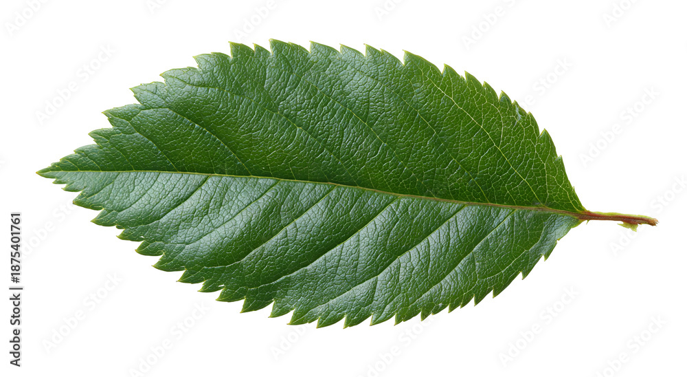 Fototapeta premium Close-up of a vibrant green leaf featuring a detailed texture, isolated on black background
