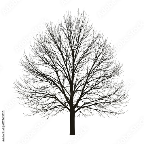 Bare Tree Silhouette Isolated on White Background