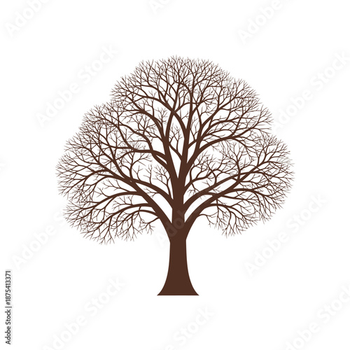 Bare Tree Silhouette - Winter Season