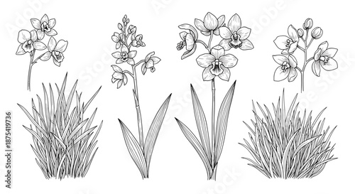 Detailed black and white botanical illustrations of orchid plants with blooming flowers and different varieties of wild grass for garden designs.