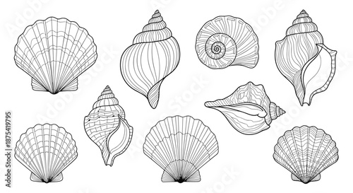 Collection of nine diverse seashell illustrations in detailed black and white line art featuring scallops, whelks, and spiral shells from the beach.