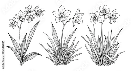 Detailed black and white botanical sketches of three different orchid plant varieties with blooming flowers and long textured green leaves.