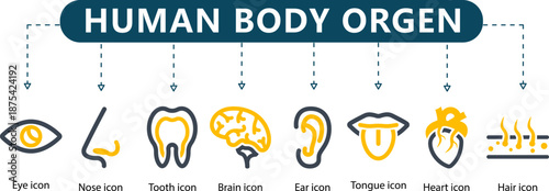 Human Body Organ Infographic 8 Anatomical and Medical Icons with Gold Accents for Health Presentations, Wellness Guides and Educational Materials