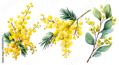 Watercolor illustration of sprigs of bright yellow blossoms and green foliage against black