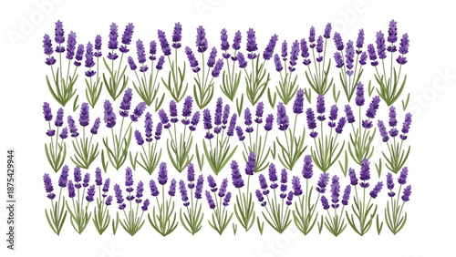 Lavender flowers in full bloom arranged in a beautiful illustration style with vibrant purple and green hues