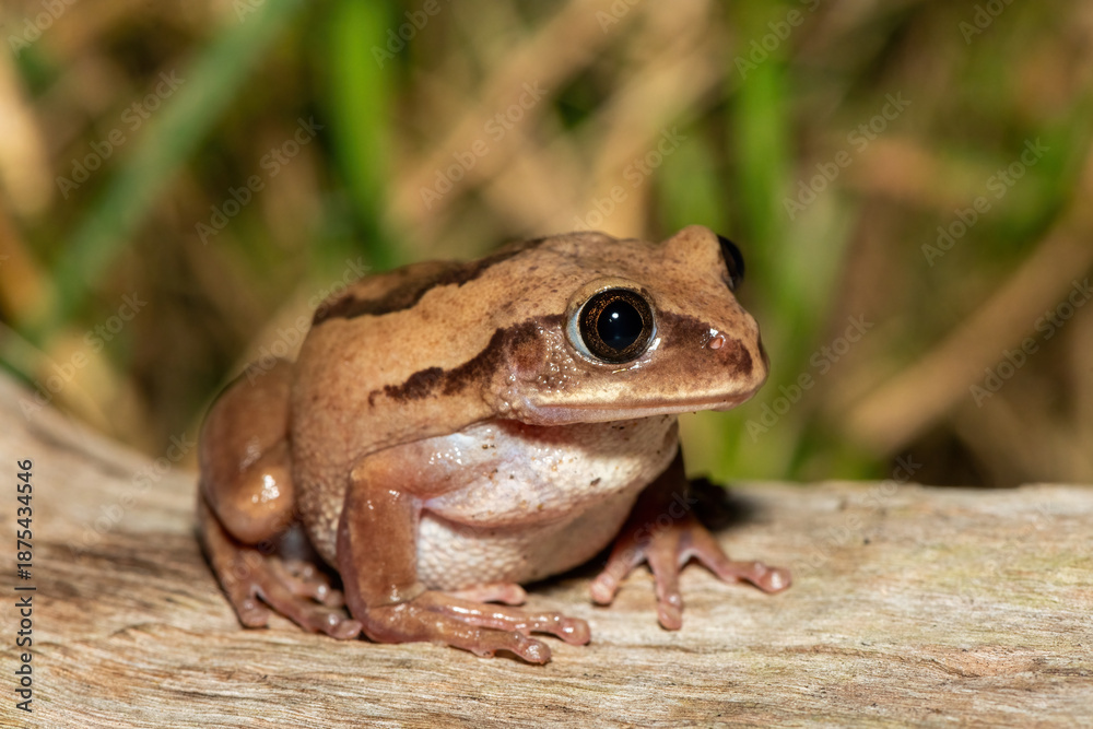 Obraz premium A beautiful Brown-backed Tree Frog (Leptopelis mossambicus), also known as a Mozambique tree frog or Mossambique forest treefrog, in a coastal forest, in St Lucia, South Africa