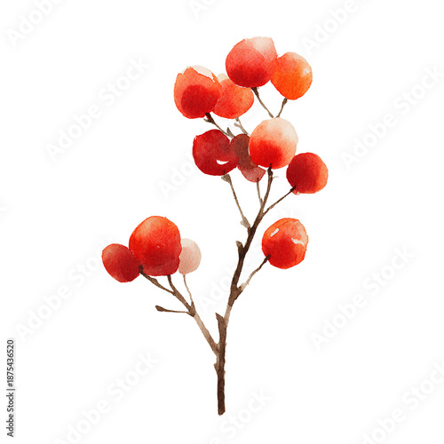 red rowan berries