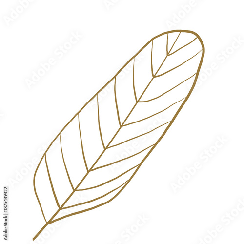 botanical line art