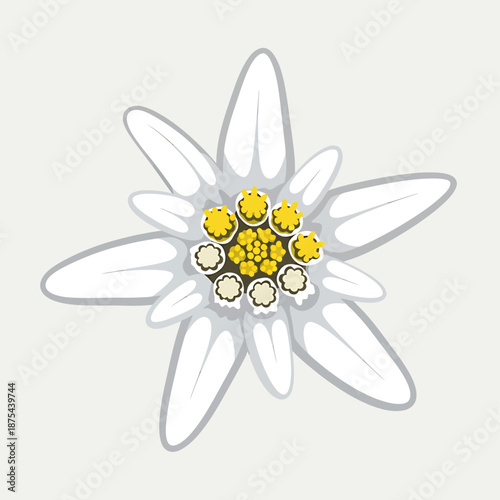 Elegant white Edelweiss alpine flower illustration with star-shaped petals on a light background, symbolizing purity and rugged beauty