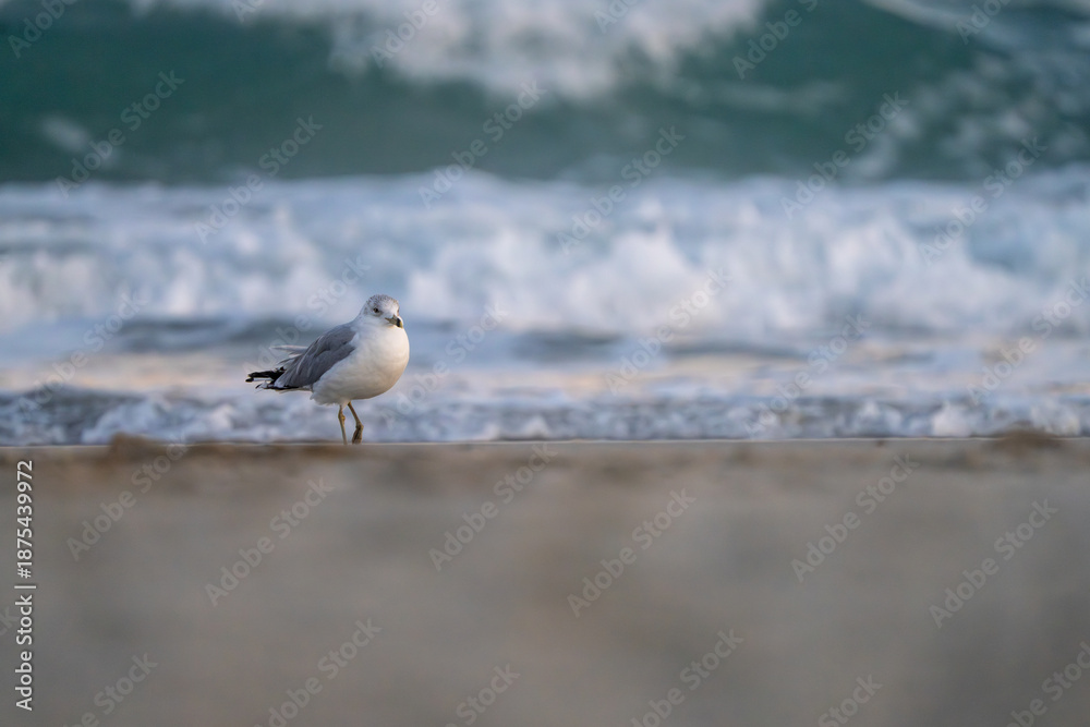 Fototapeta premium Seagull on the beach at sunset in January.