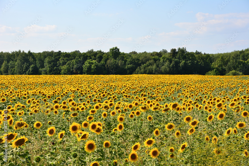 Obraz premium Vast Sunflower Field Under a Clear Blue Summer Sky with a dense green forest