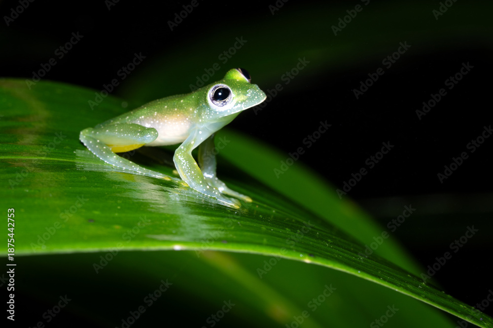 Obraz premium A glass frog on a leaf in the rainforest of Costa Rica.