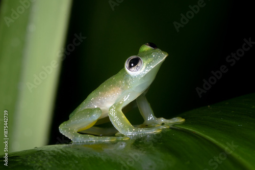 Fotografia A glass frog on a leaf in the rainforest of Costa Rica.