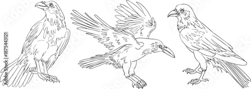 Mystical witch kit collection. Hand drawn line art with occult symbols. Perfect for modern witchcraft, tarot and esoteric designs. Boho magic vibe