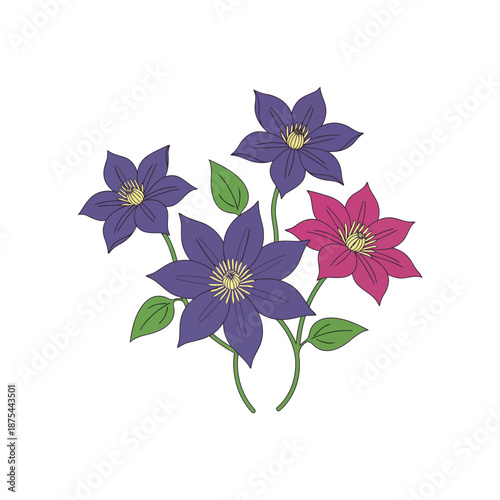 Clematis Flowers Vector Illustration on White, Flat Floral Design