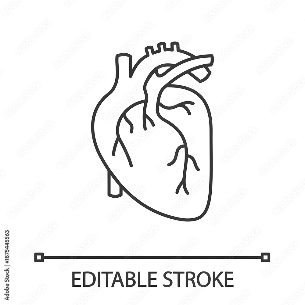 Obraz premium Human heart anatomy linear icon. Thin line illustration. Contour symbol. Vector isolated outline drawing. Editable stroke